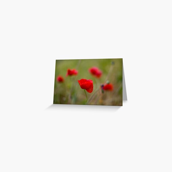 Poppies Greeting Card