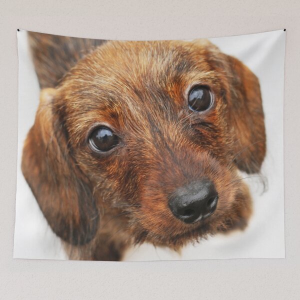 Item preview, "Peach Basket Ketch-em-Up" -Dachshund, Puppy, Wire, Wirehair, Hair, Coat, Whiskers, Beard, Brindle, Boar, Red, Dapple, Pattern, Cute, Pet, Dog, Doxie, Baby, Wiener, Hot, Sausage, Hound designed and sold by CanisPicta.