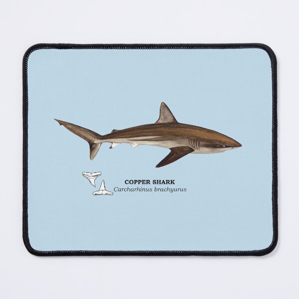 Item preview, COPPER SHARK-Carcharhinus brachyurus (name and teeth) designed and sold by BEATRIZ ABAITUA.