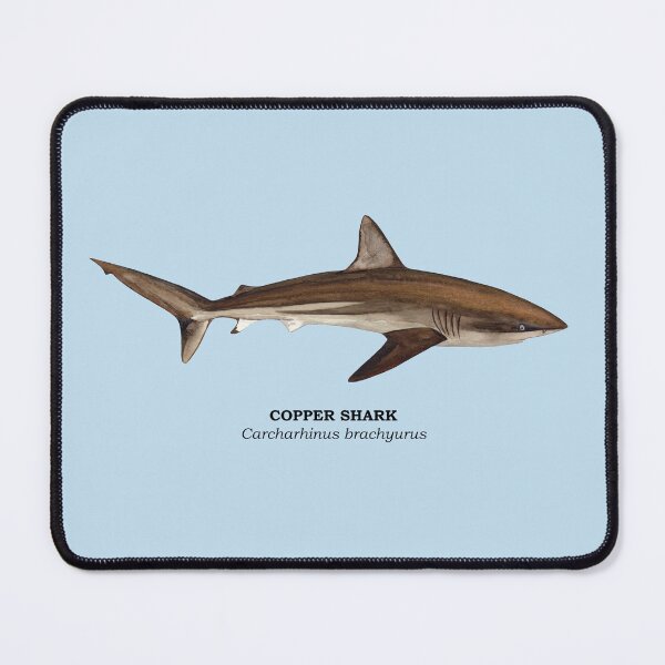 Item preview, COPPER SHARK-Carcharhinus brachyurus (name) designed and sold by BEATRIZ ABAITUA.