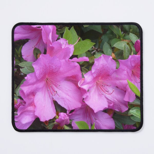 Item preview, Azalea designed and sold by Judy Geller.