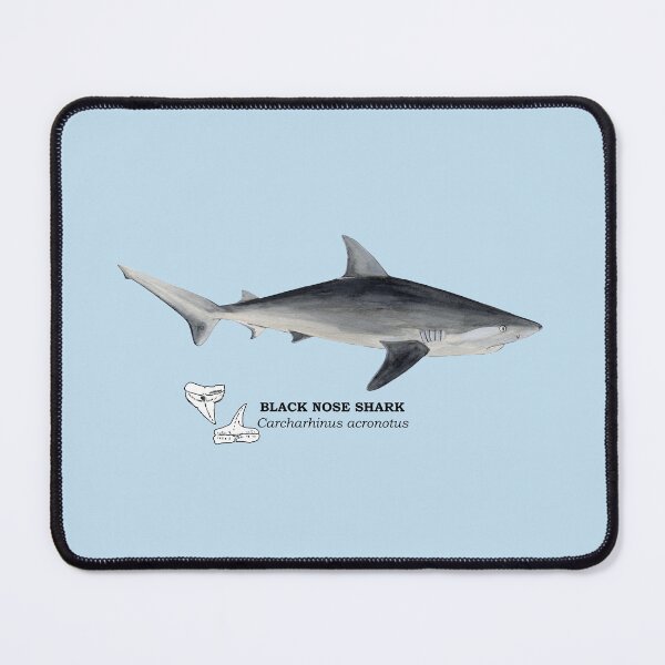 Item preview, BLACK NOSE SHARK-Carcharhinus acronotus (name and teeth) designed and sold by BEATRIZ ABAITUA.