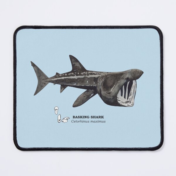 Item preview, BASKING SHARK-Cetorhinus maximus (name and teeth) designed and sold by BEATRIZ ABAITUA.