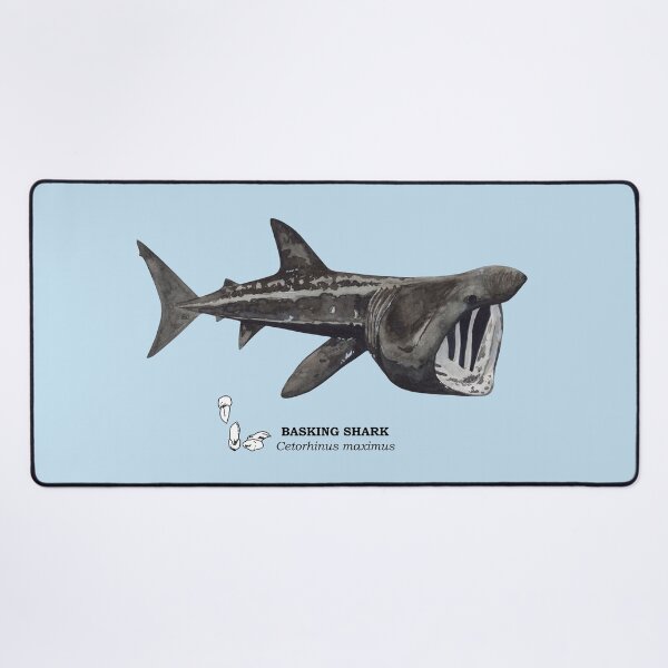 Item preview, BASKING SHARK-Cetorhinus maximus (name and teeth) designed and sold by BEATRIZ ABAITUA.