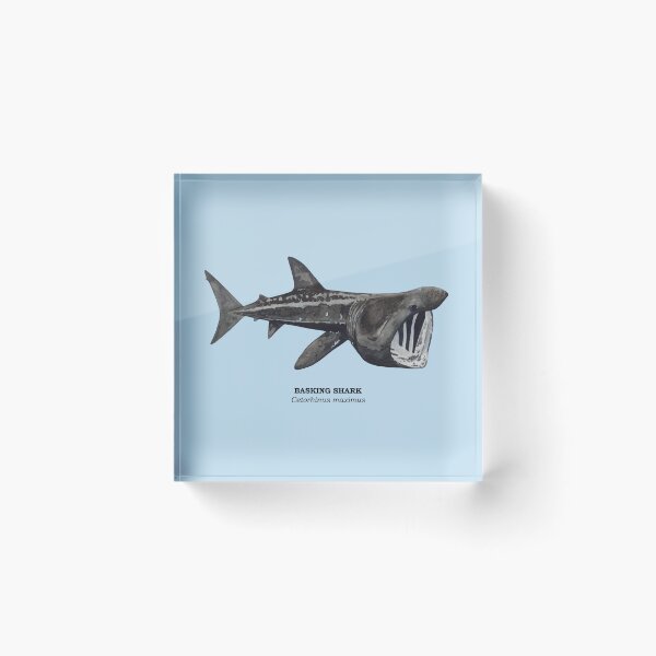 Item preview, BASKING SHARK-Cetorhinus maximus (name) designed and sold by BEATRIZ ABAITUA.