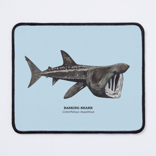 Item preview, BASKING SHARK-Cetorhinus maximus (name) designed and sold by BEATRIZ ABAITUA.