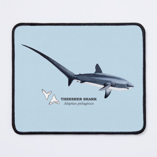 Item preview, THRESHER SHARK-Alopias pelagicus (name and teeth) designed and sold by BEATRIZ ABAITUA.