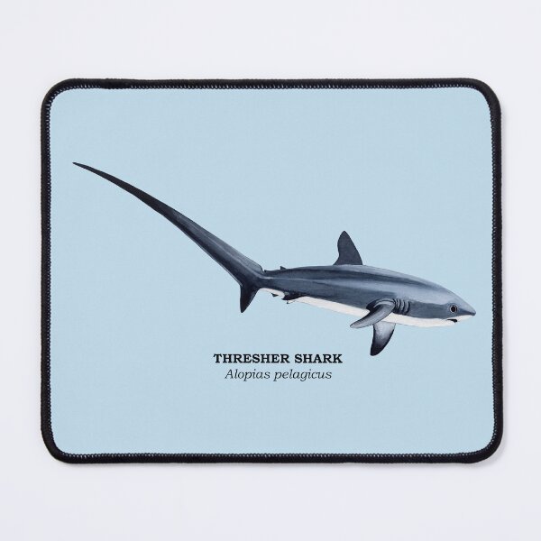 Item preview, THRESHER SHARK-Alopias pelagicus (name) designed and sold by BEATRIZ ABAITUA.