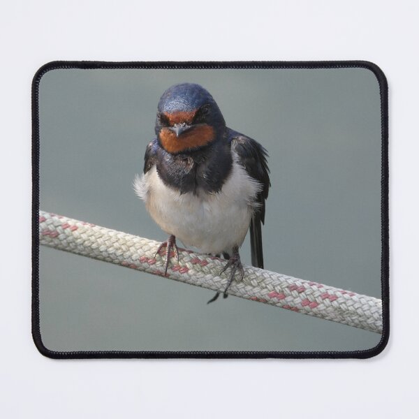 Item preview, Barn swallow designed and sold by nepasunalpaka.