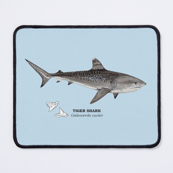 Item preview, TIGER SHARK-Galeocerdo cuvier (name and teeth) designed and sold by BEATRIZ ABAITUA.