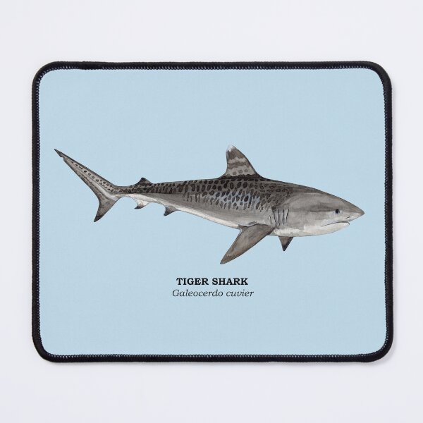 Item preview, TIGER SHARK-Galeocerdo cuvier (name) designed and sold by BEATRIZ ABAITUA.