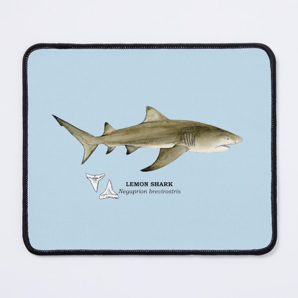 Item preview, LEMON SHARK-Negaprion brevirostris (name and teeth) designed and sold by BEATRIZ ABAITUA.