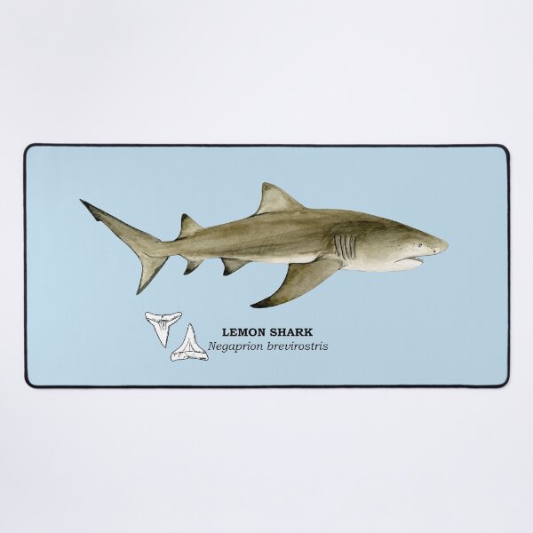 Item preview, LEMON SHARK-Negaprion brevirostris (name and teeth) designed and sold by BEATRIZ ABAITUA.