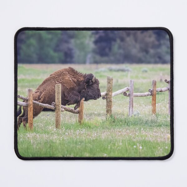Item preview, Bison Leaps A Fence Grand Teton NP designed and sold by PhotoArt by Joan Carroll.
