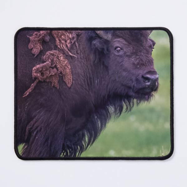 Item preview, Bison Stare Grand Teton NP Wyoming designed and sold by PhotoArt by Joan Carroll.