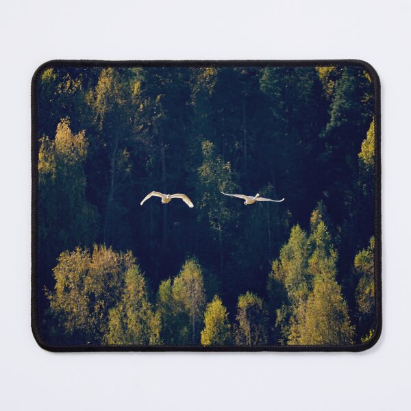 Item preview, Flying over the autumn forest. Whooper swan designed and sold by Jouko Lehto Photography.