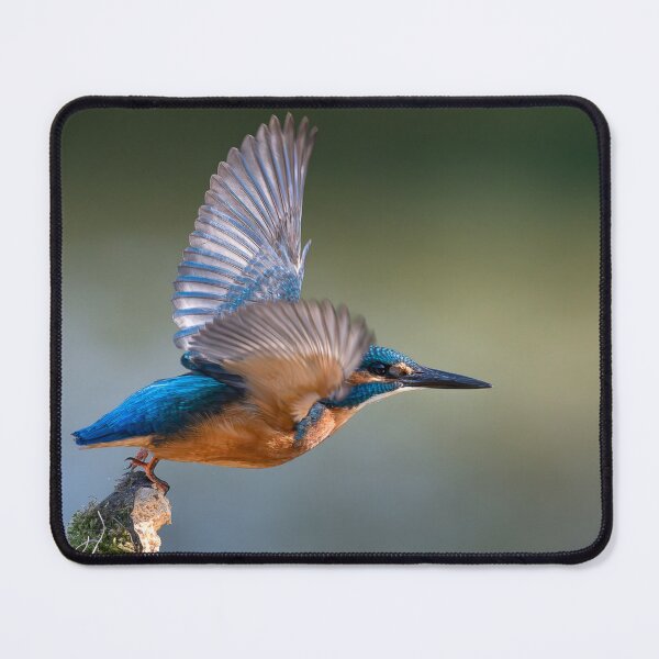 Item preview, Common Kingfisher Takeoff - Winter Light on Silver Wings designed and sold by I AM BRO.