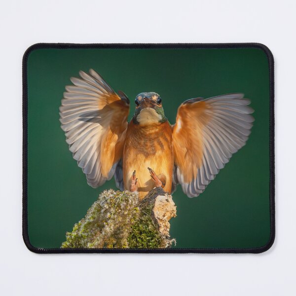 Item preview, Common Kingfisher (Alcedo atthis) Landing - Wings Spread Wildlife Photo designed and sold by I AM BRO.