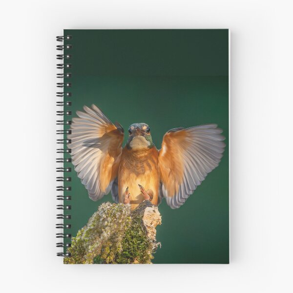 Item preview, Common Kingfisher (Alcedo atthis) Landing - Wings Spread Wildlife Photo designed and sold by I AM BRO.