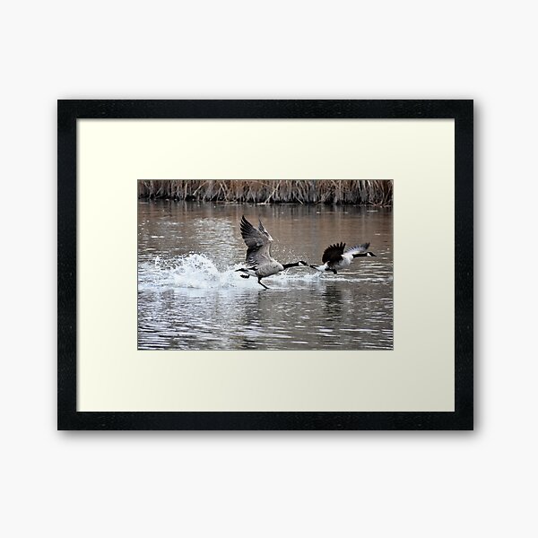 Don't You Fly Away When I'm Squawking To You! Framed Art Print