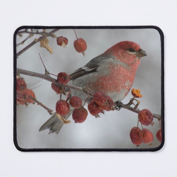 Item preview, Pine Grosbeak in Door County WI designed and sold by Erin LeFevre-Josephs.