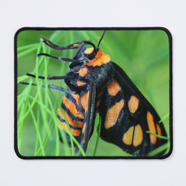 Item preview, Tiger Moth designed and sold by Siene Browne.