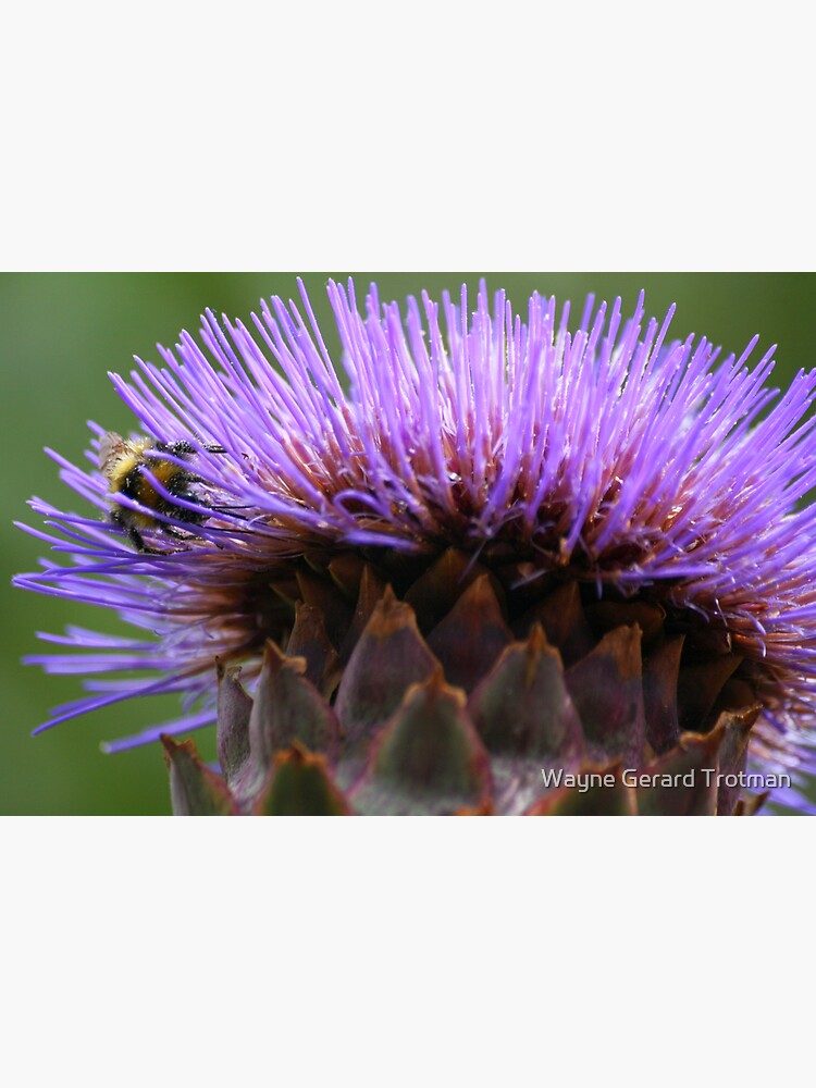 Raider of the Globe Artichoke by redmoondragon