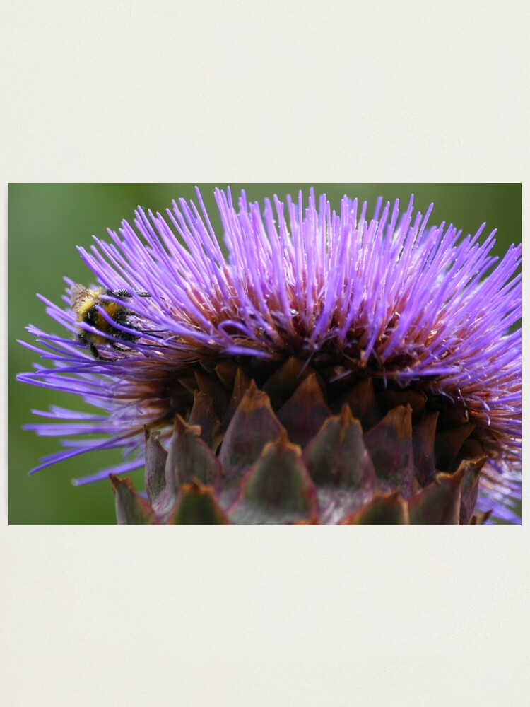 Alternate view of Raider of the Globe Artichoke Photographic Print