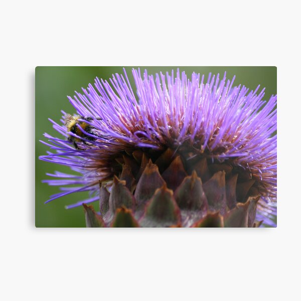 Raider of the Globe Artichoke Metal Print