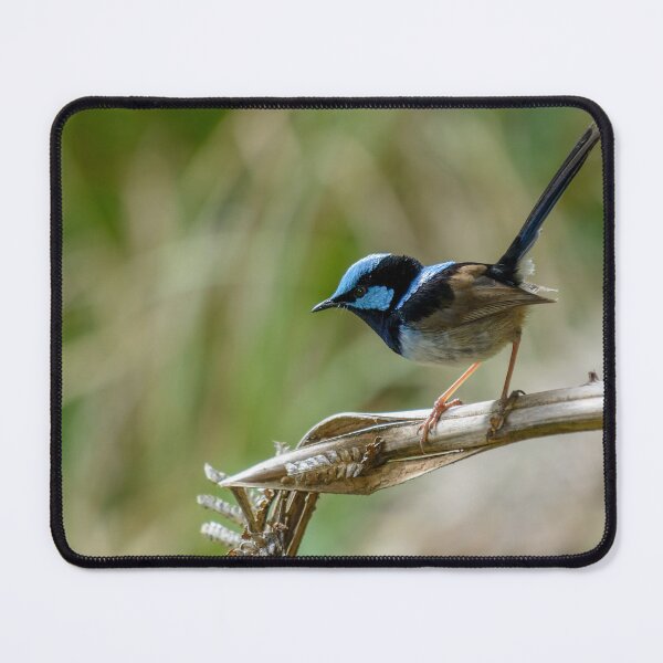 Item preview, Superb Fairywren on Broken Tree Fern designed and sold by Barry Callister Photography.