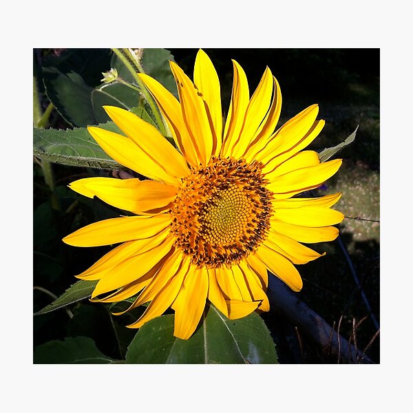 Item preview, Bright Sunflower designed and sold by Adrian Todd Peck.