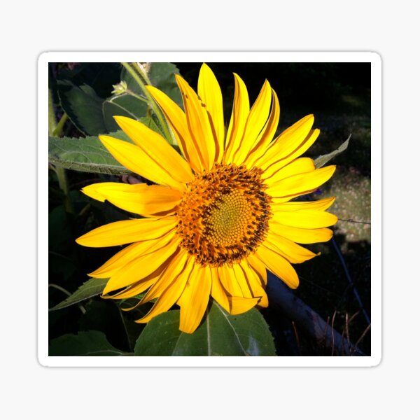 Bright Sunflower Sticker