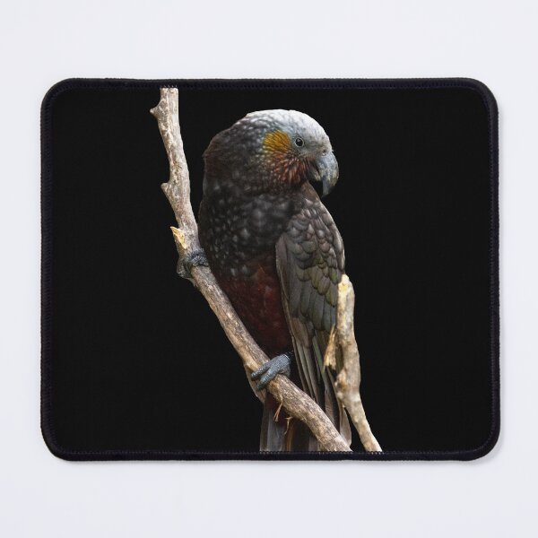 Item preview, Kākā on black designed and sold by GivernyKate.