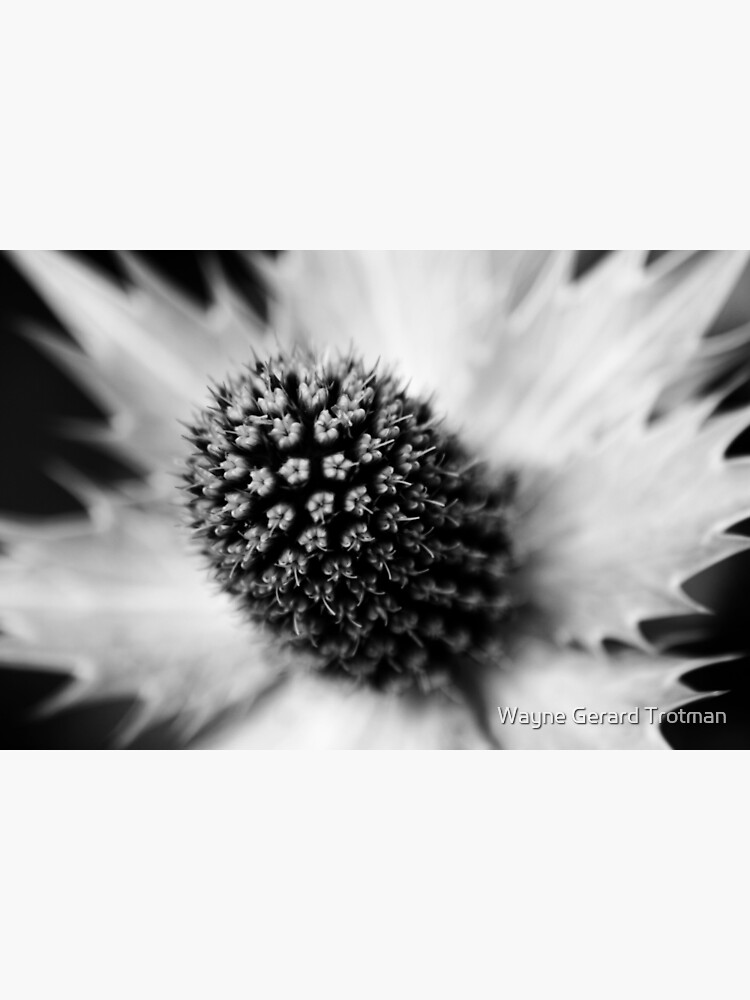 Heart of the White Explosion in Monochrome by redmoondragon