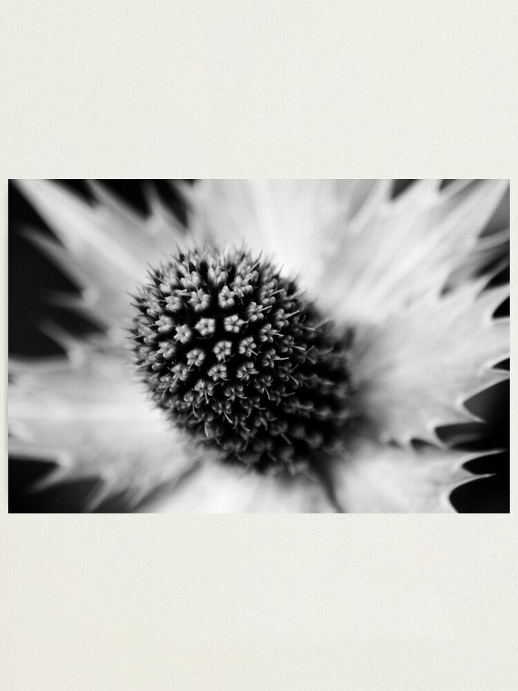 Alternate view of Heart of the White Explosion in Monochrome Photographic Print