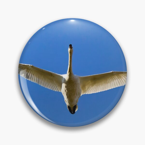 Item preview, The blue sky. Whooper swan designed and sold by Jouko Lehto Photography.