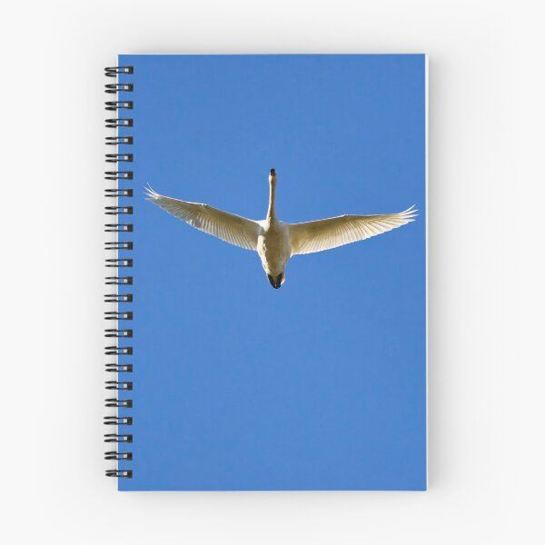 Item preview, The blue sky. Whooper swan designed and sold by Jouko Lehto Photography.