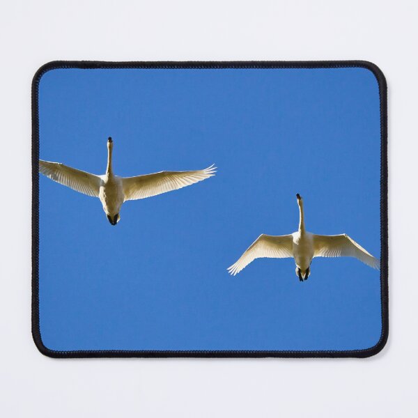 Item preview, The blue sky. Whooper swan designed and sold by Jouko Lehto Photography.