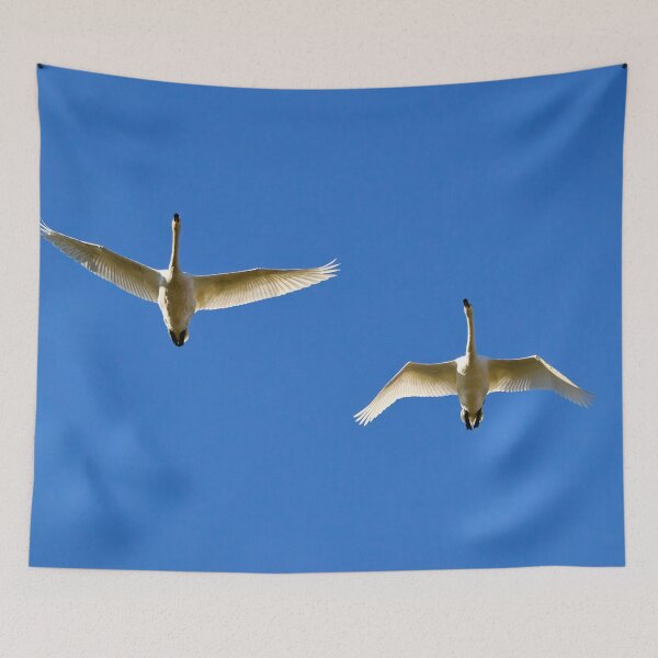 Item preview, The blue sky. Whooper swan designed and sold by Jouko Lehto Photography.