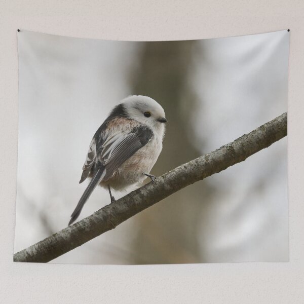 Item preview, Bushtit. Long-tailed tit designed and sold by Jouko Lehto Photography.