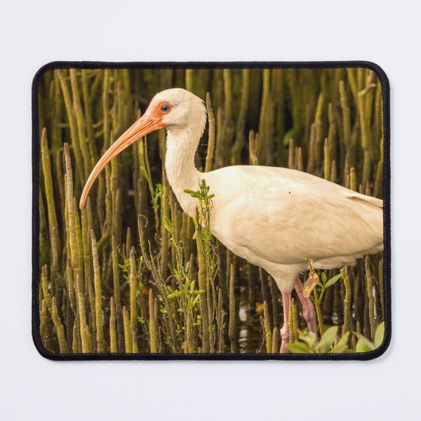 Item preview, White Ibis Among Mangrove Roots designed and sold by Debra Martz.