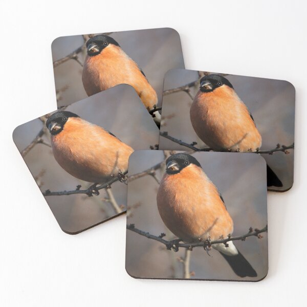 Item preview, Eurasian Bullfinch Eating Seeds designed and sold by Clayton Captures.