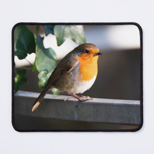 Item preview, European Robin Close Up in Winter Sun designed and sold by Clayton Captures.