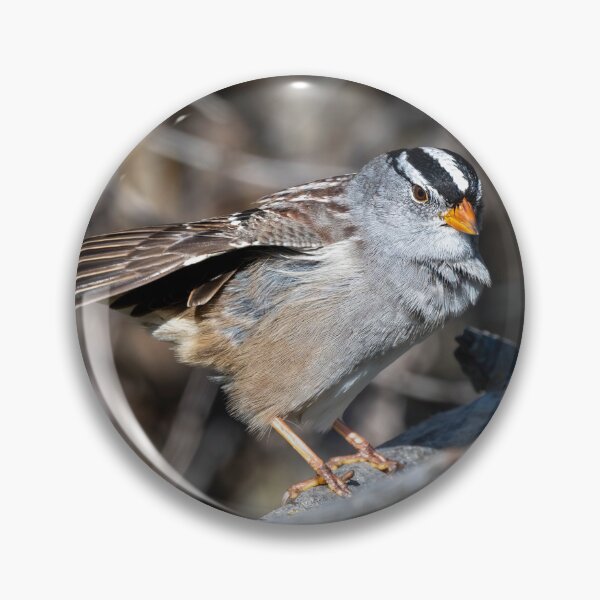 Item preview, White Crowned Sparrow Preen designed and sold by DawsonImages.
