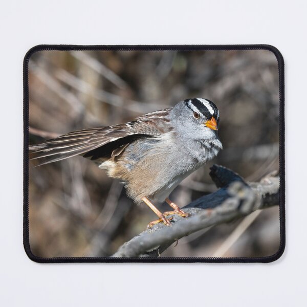 Item preview, White Crowned Sparrow Preen designed and sold by DawsonImages.