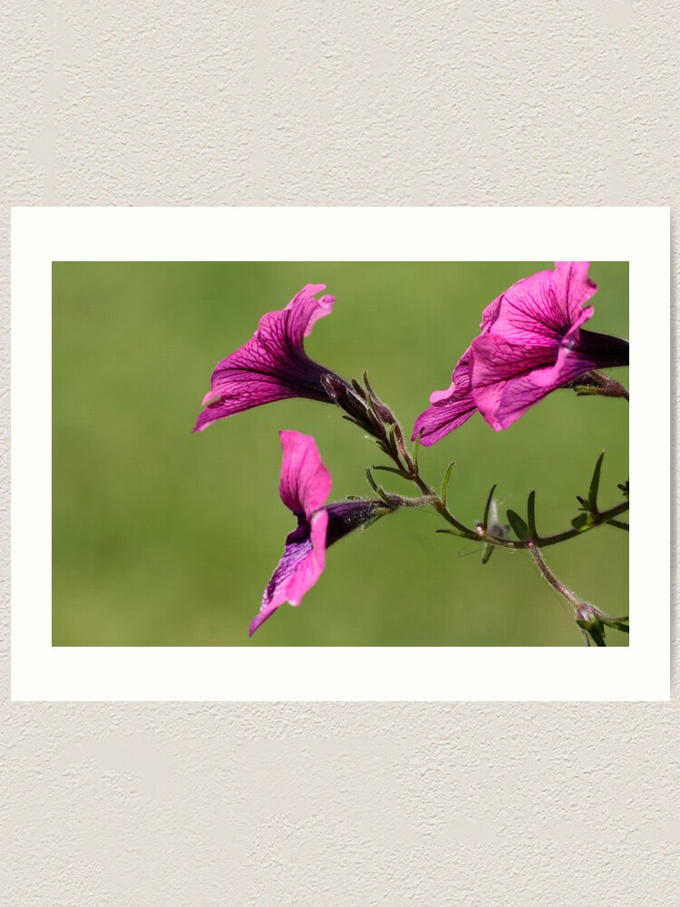 Alternate view of Delicate Crimson Art Print