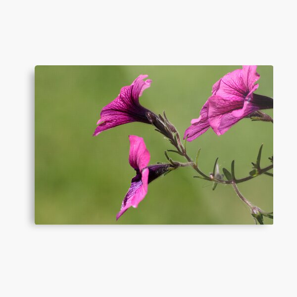 Delicate Crimson Metal Print