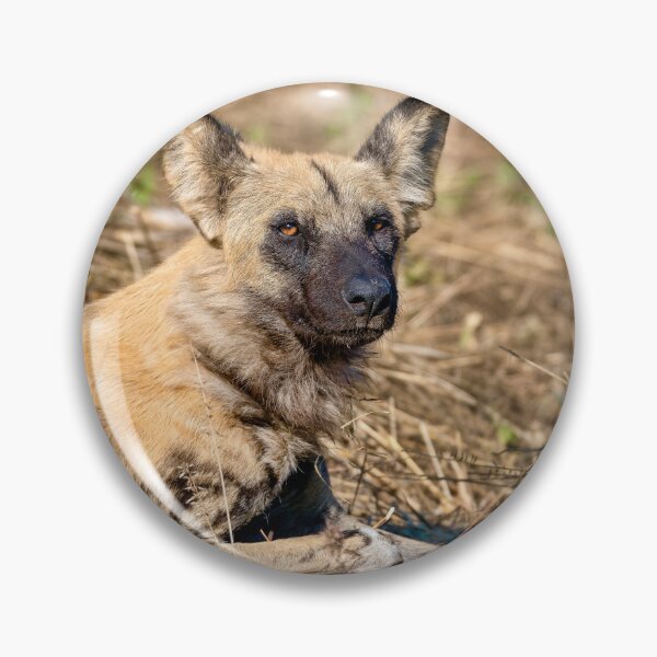 Item preview, African Wild Dog Resting In Dry Grass designed and sold by DavideAntoniani.