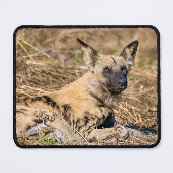 Item preview, African Wild Dog Resting In Dry Grass designed and sold by DavideAntoniani.
