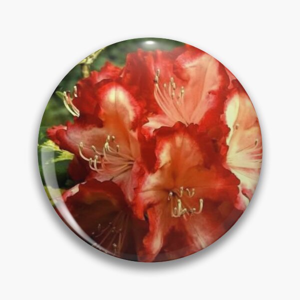 Item preview, Everglow Ruby Roses designed and sold by Trisha North.